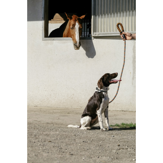 EQUITHÈME Haspen Dog Leash