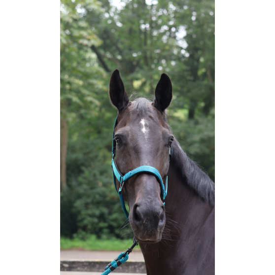 Lami-Cell Charming Hal­ter