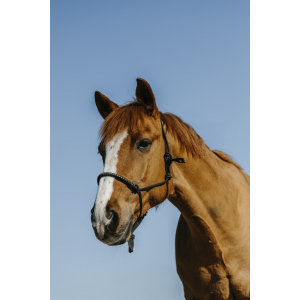 Norton Diams Ethological Halter