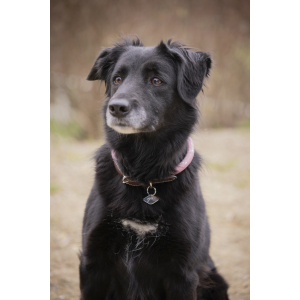 Collier pour chien Pénélope Billie