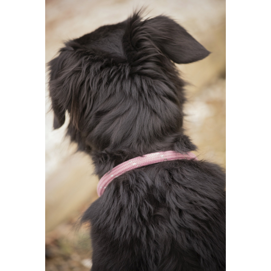 Pénélope Billie Dog Collar