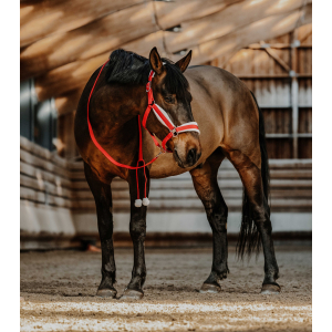 Halter + lanyard EQUITHÈME...