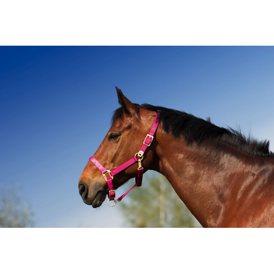 Licol mustang taille Cob pour cheval