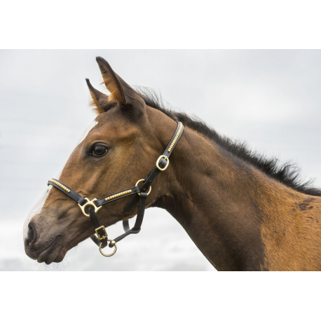 Licol Norton Club Foal Clincher Licol Norton Club Foal Clincher