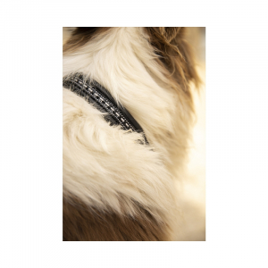 Pénélope Point Sellier Dog collar