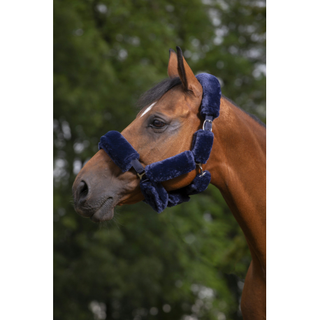 Set pour licol EQUITHÈME Teddy Set pour licol EQUITHÈME Teddy