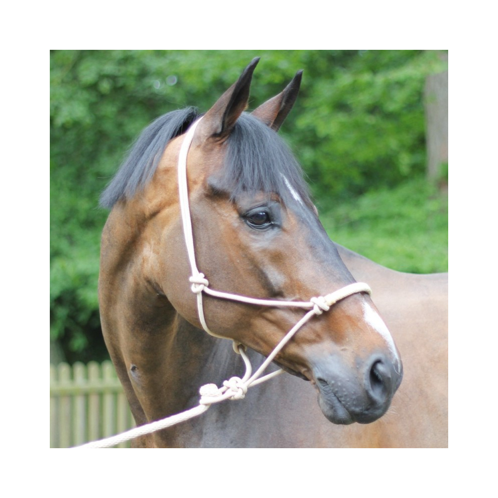 Ethological halter with rawhide noseband + Lead rope