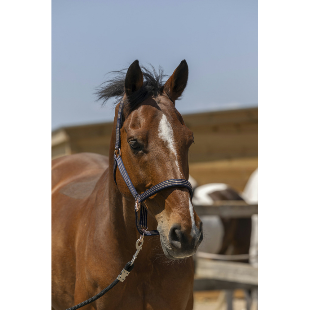 Kerbl Hippo Licol En Taille 3 – Anthracite/jaune Citron, Réglable, Mousqueton Inox, Pour Chevaux, Mixte