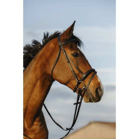 Riding World Bridle with a combined noseband