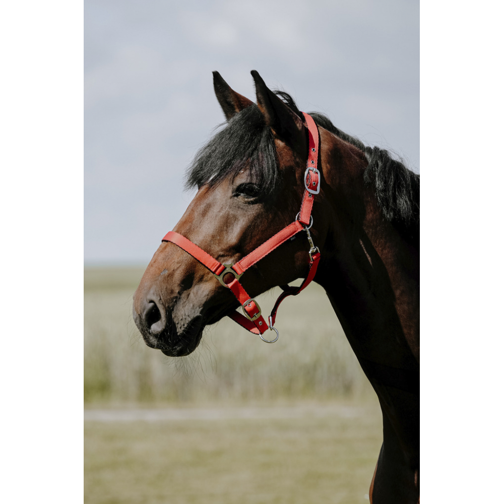 Licol Riding World Cushion