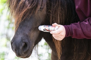 anti-insectes leovet